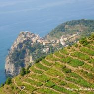 The vineyards of Cinque Terre